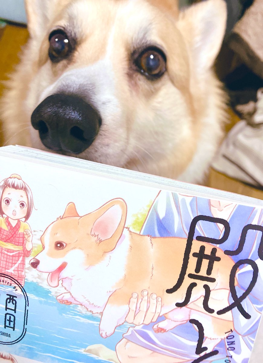 #殿と犬 3巻本日発売です！よろしくお願いします。 愛犬といい感じに写真…と思ったのですがにおいを嗅ぎ続けるので不思議なアップになりました🐶