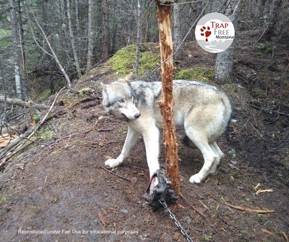 Montana wolf trapping season set to close Feb. 15. 
Closure mandated by court order, FWP appeal is pending.

#EndTheSuffering
#StopTrapping
#protectwolves
#TrapFreeMT