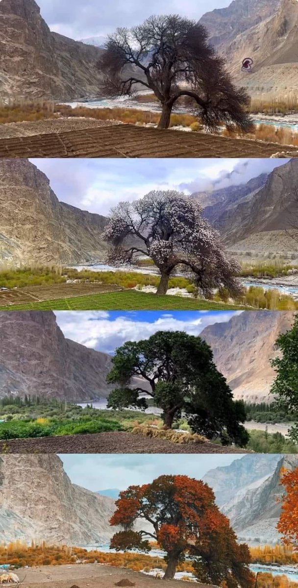 One tree, four different seasons in Gilgit Baltistan, Pakistan 🇵🇰