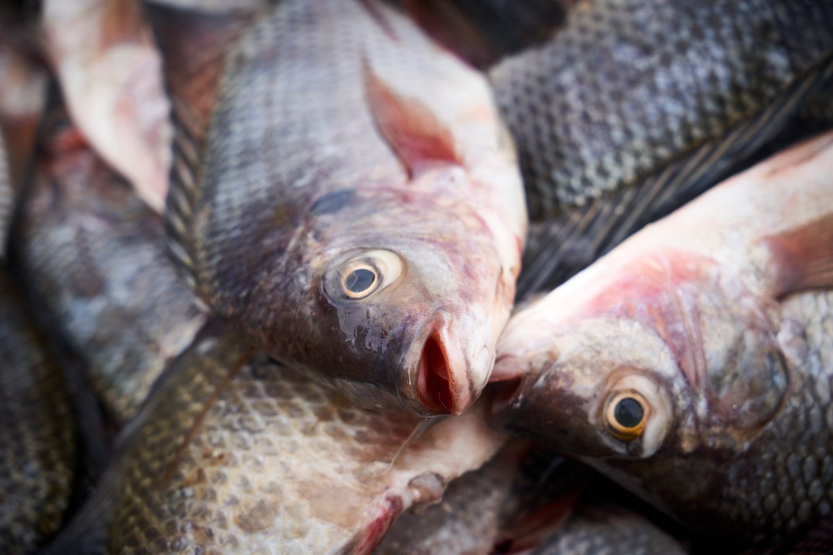 FAOfish's tweet photo. 1/1 The first initiative of this targeted portfolio outlines actions to broaden market access for freshwater #aquaticfoods coming from #aquaculture or inland #fisheries in #MENA.

Explore it now
🇬🇧 👉 https://t.co/3bQSuJtvSD
🇫🇷 👉 https://t.co/KmKj5xxB5A https://t.co/0sUE1KAtyV