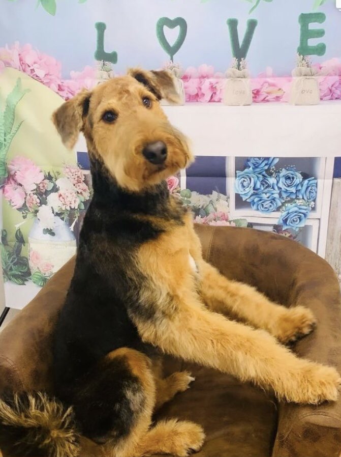 LSEATWoodside's tweet photo. @LSEATWoodside Miss Honey has been for her groom ready to return to work on Monday. #lookingpretty #thedogmentor https://t.co/e4GN53rNMw