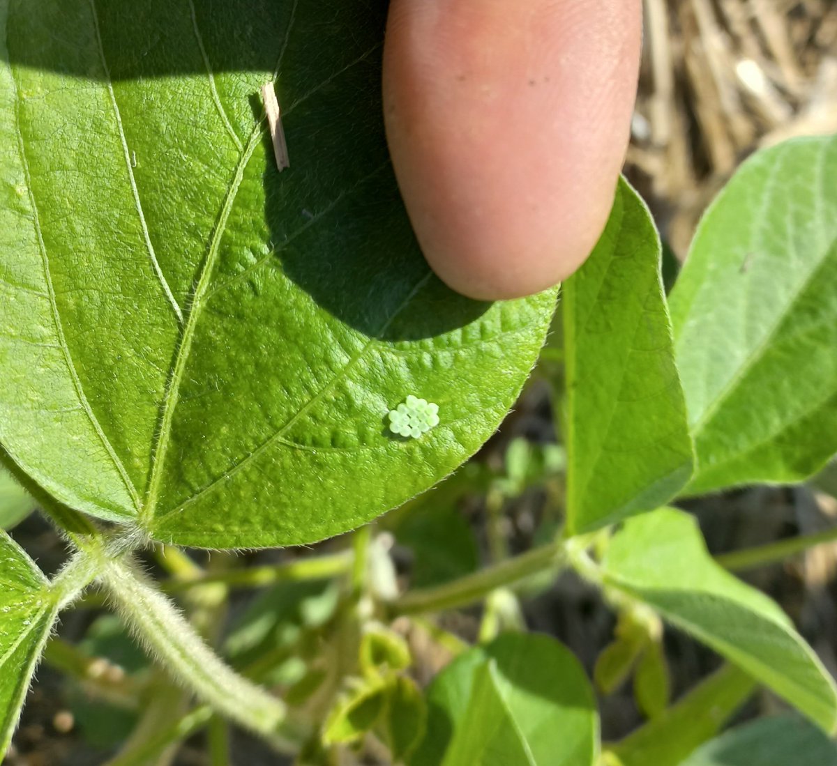 ialbanese_uy's tweet photo. Cuando ya es inevitable la planificación de las aplicaciones...
Qué agregar a los defensivos depende del cultivo, estado fenológico del mismo y agroquímicos de cabecera.
No es "cualquier cosa" a "cualquier dosis" en "cualquier momento".
#Wuxal
@Maisor_Agro https://t.co/LvDseOjMXa