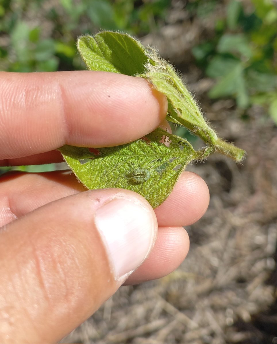 ialbanese_uy's tweet photo. Cuando ya es inevitable la planificación de las aplicaciones...
Qué agregar a los defensivos depende del cultivo, estado fenológico del mismo y agroquímicos de cabecera.
No es "cualquier cosa" a "cualquier dosis" en "cualquier momento".
#Wuxal
@Maisor_Agro https://t.co/LvDseOjMXa