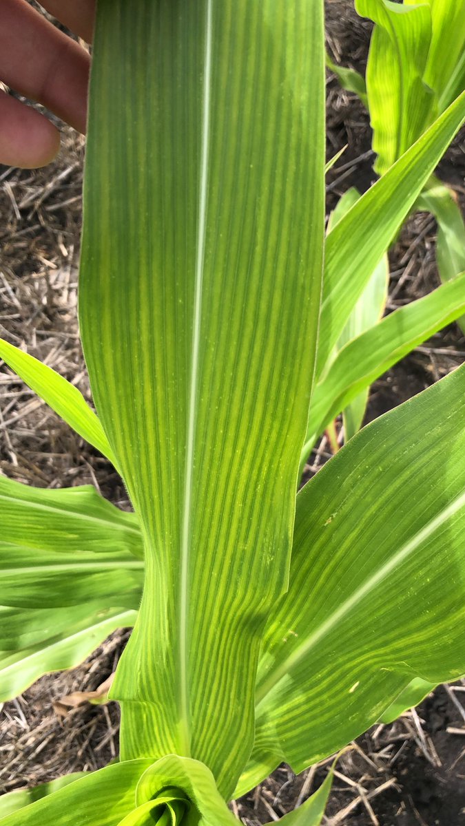 ialbanese_uy's tweet photo. Cuando ya es inevitable la planificación de las aplicaciones...
Qué agregar a los defensivos depende del cultivo, estado fenológico del mismo y agroquímicos de cabecera.
No es "cualquier cosa" a "cualquier dosis" en "cualquier momento".
#Wuxal
@Maisor_Agro https://t.co/LvDseOjMXa