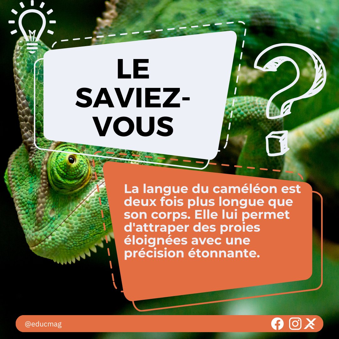 educ_mag's tweet photo. Le saviez-vous, la langue du caméléon est deux fois plus longue que son corps. Elle lui permet d'attraper des proies éloignées avec une précision étonnante.

#caméléon #lesaviezvous #eskewtekonnen #connaissancesplus https://t.co/ewuPHez7Gh