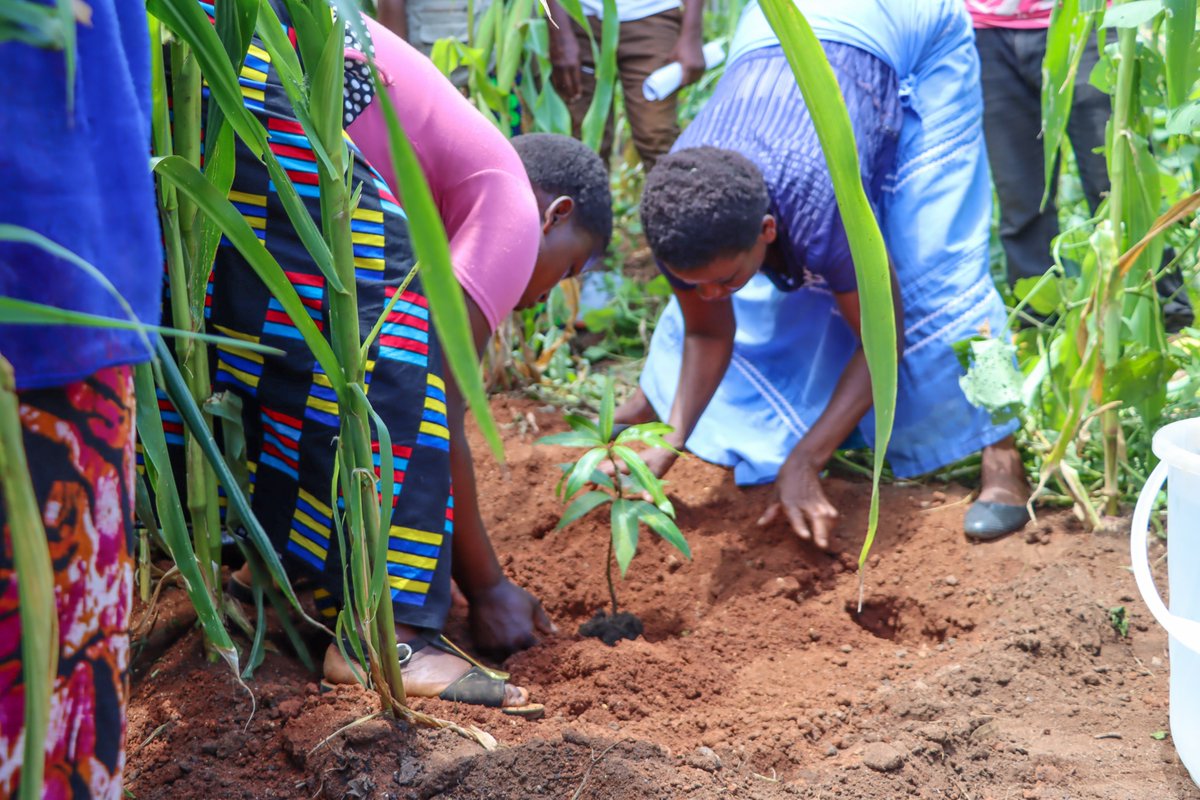 In collaboration with <a href="/FOCESE_Malawi/">FOCESE - Young Women Led Youth Org. in Malawi</a> &amp; <a href="/CAID_Malawi/">Christian Aid Malawi</a>, we distributed fruit seedlings to 40 women in Makata, Blantyre. We aim to promote environmental #resilience among Malawi's women post 
#CycloneFreddy. 🍊🌿🌳
#WRDMalawi
<a href="/wrdhub/">Women’s Resilience to Disasters</a>