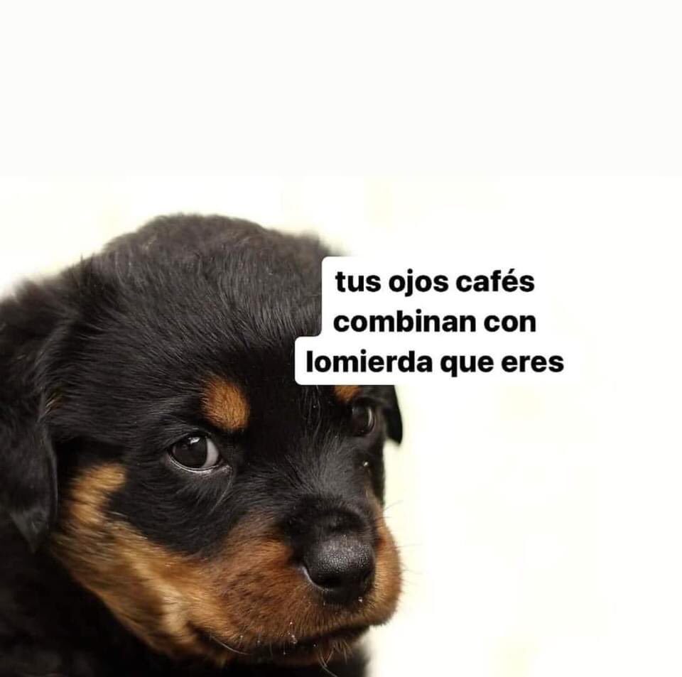 nacional_memes's tweet photo. 🐶 https://t.co/wB8RVAcdy1