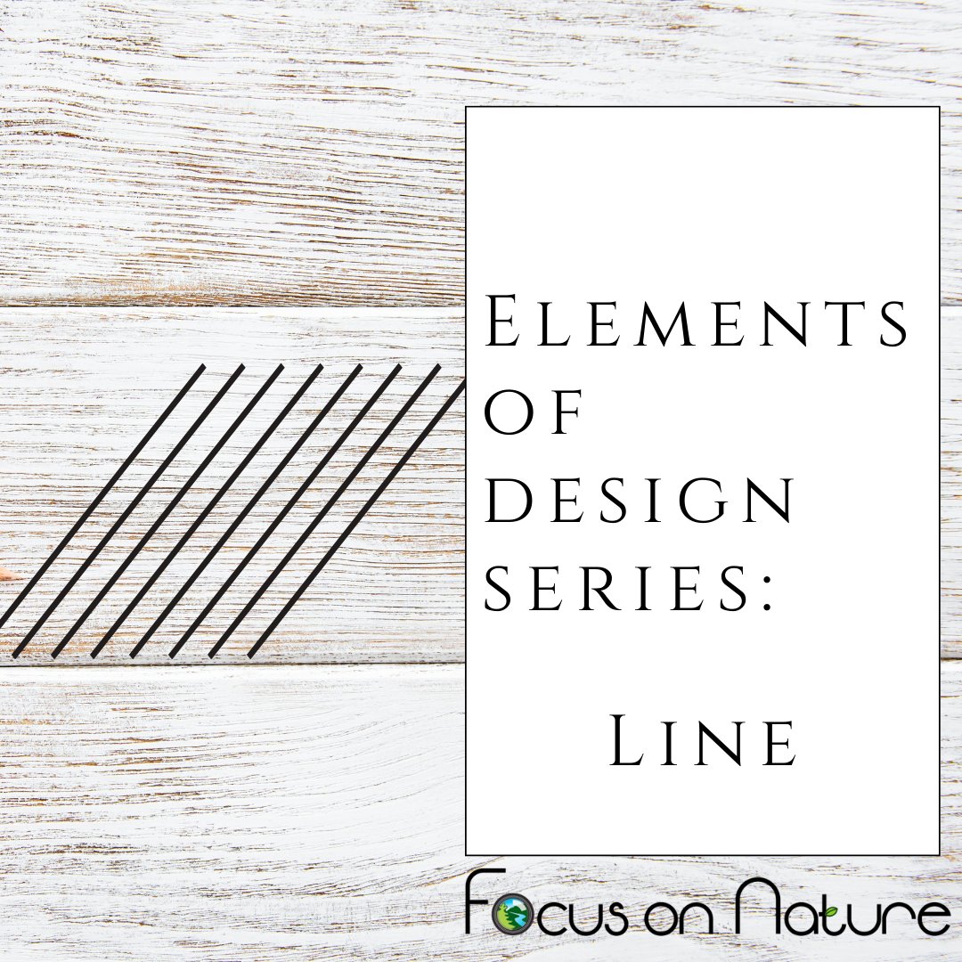 focusonnatureca's tweet photo. Line up! A line is a mark with length and direction π Are you enjoying our Elements of Design series so far?
#focusonnature #youngphotographer #outdoorlearning #ontarionature #line #lines #elementsofdesign #nonprofitorganization #nonprofit #naturephotography #nature #photo https://t.co/UT6JxzBcPE
