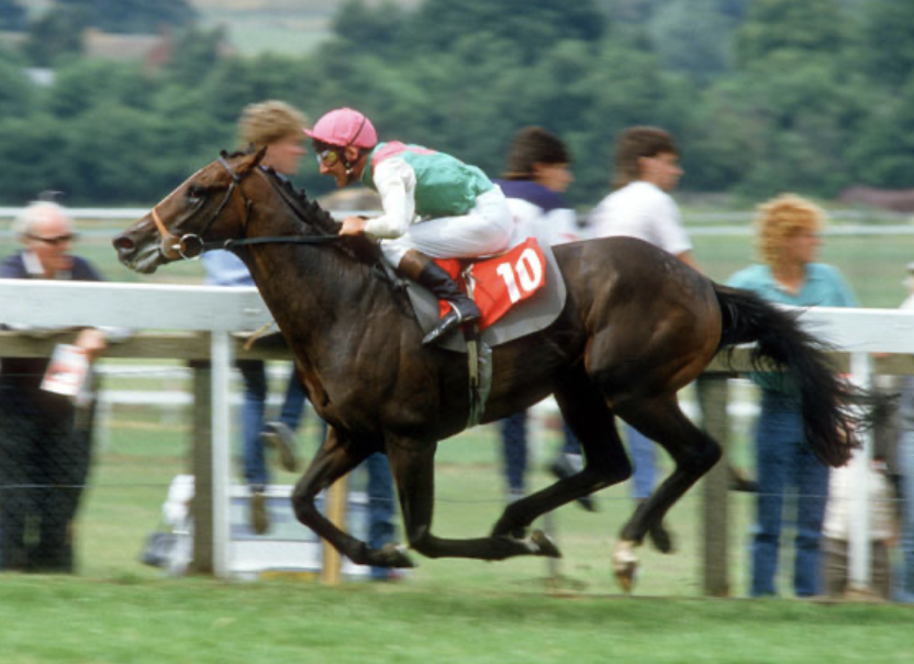 USASteeplechase's tweet photo. Your FAVORITE racehorse starting with the letter 'D' was/is _________? 🧐
#DesertOrchid #DancingBrave #Denman #DawnRun https://t.co/HkJ7rmDnu6