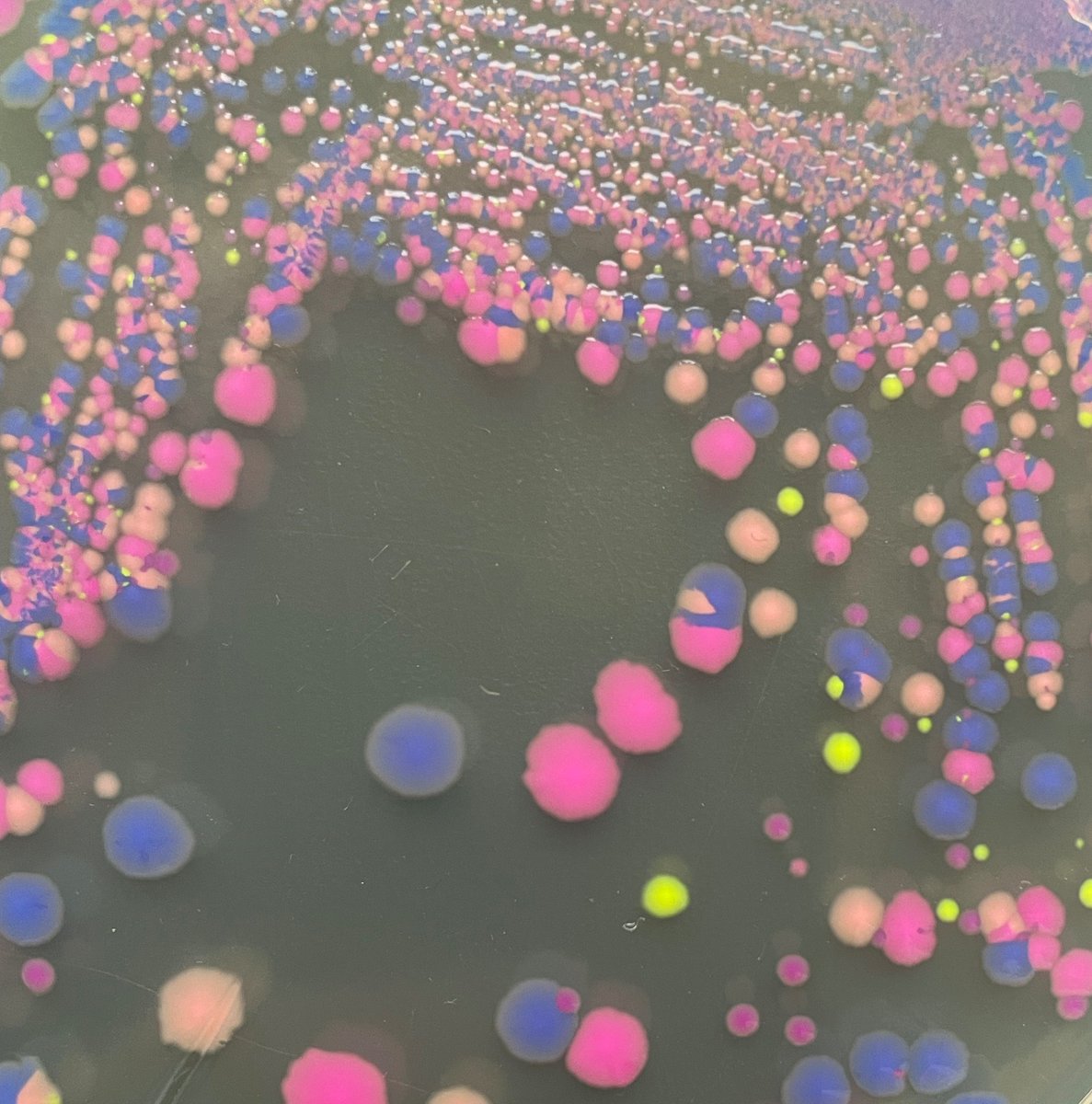 I switched up our microbiology lab manual for our students @KU_PLEN this year. The rainbow E. coli panel from @ATinyGreenCell works really well for practicing streak plating. 👇