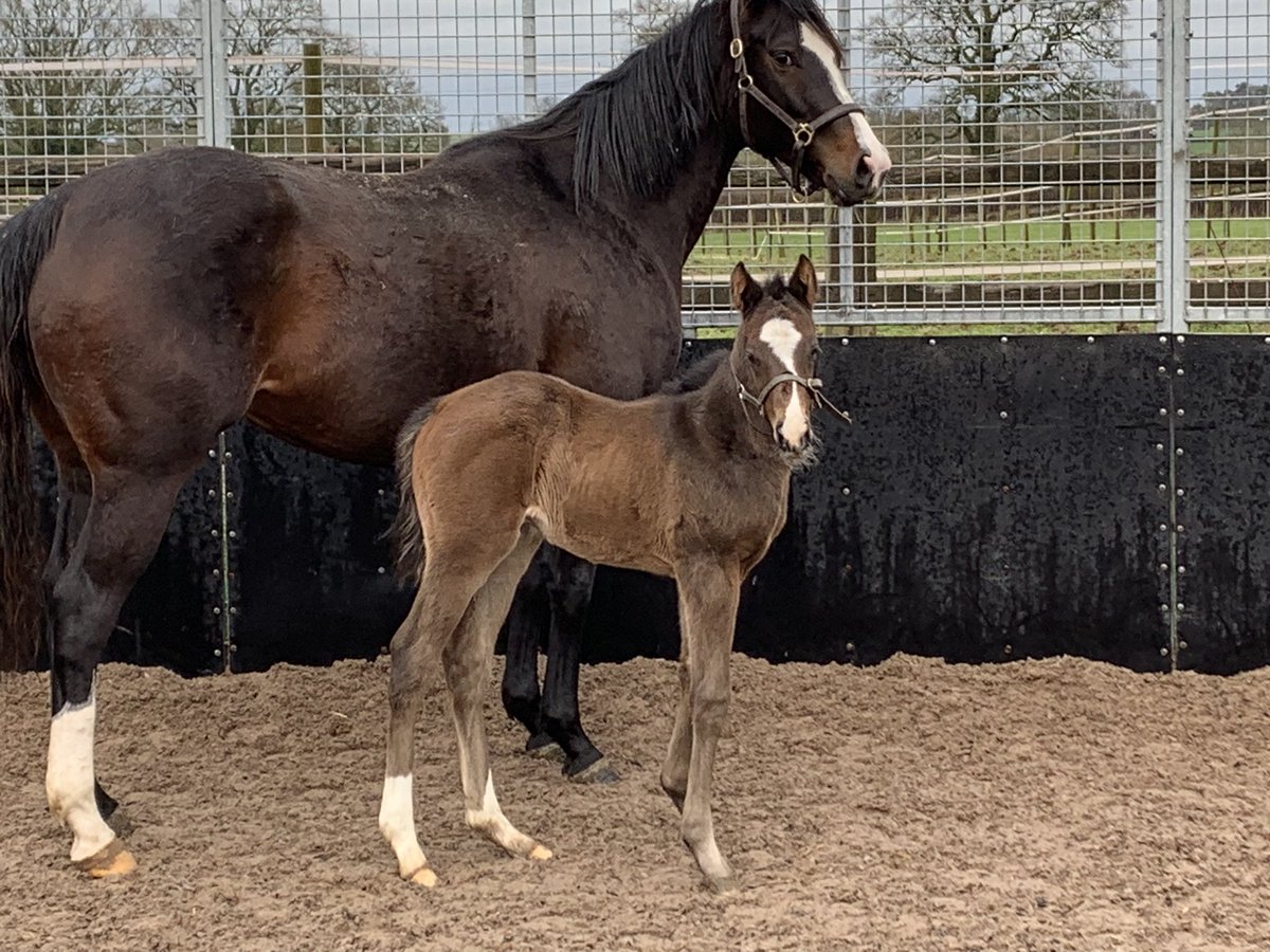 Showcasing mare Aye Catcher and her first foal, a lovely good sized colt by Sergei Prokofiev @WhitsburyManor