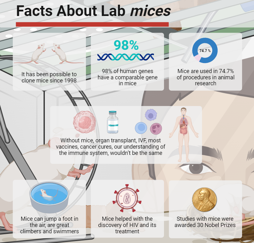 Encyclopedia_X's tweet photo. 🖼️Facts about lab mices
✍️@HWahnou
#lab #mices #facts #animal https://t.co/7XwAAVOwBr
