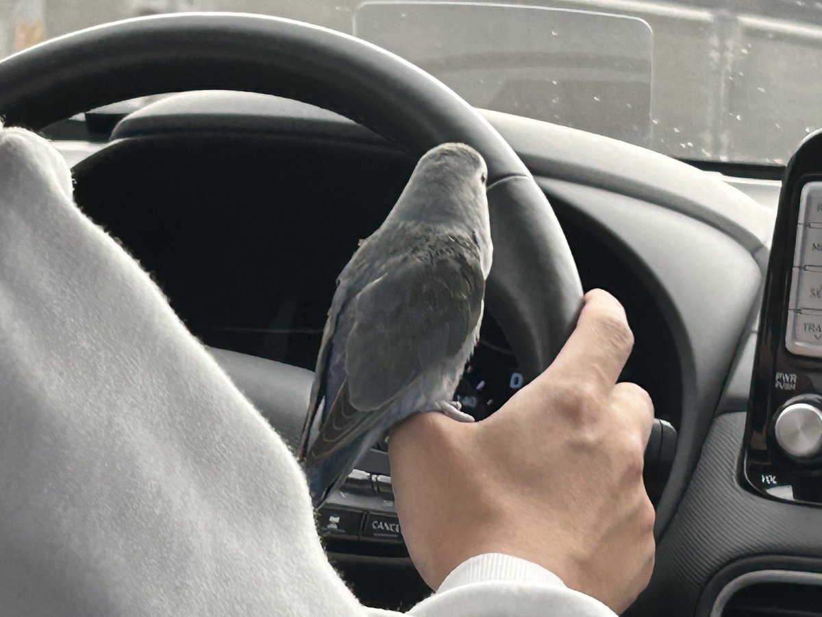 병원가는지도 모르고 그냥 좋은 앵무새