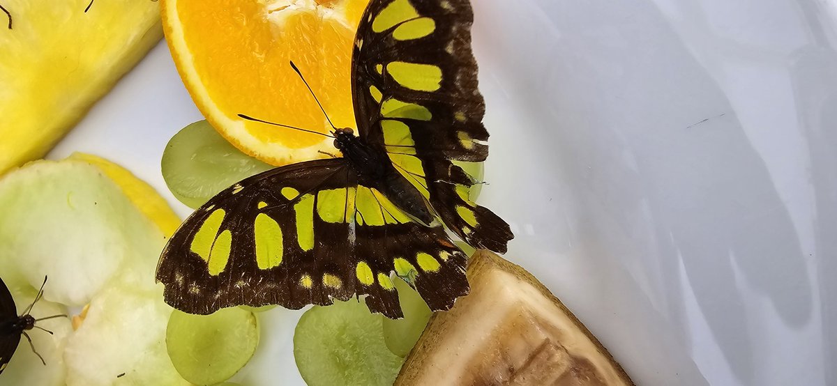 holytrinityse23's tweet photo. Thank you to Harriet and India from @HornimanMuseum, the children from Holy Trinity had a wonderful time at their Horniman Fun Day! We learnt about the Lunar New Year and even had a magical visit to the butterfly house! #Horniman #Butterflies #LunarNewYear https://t.co/eaUEZ673ge