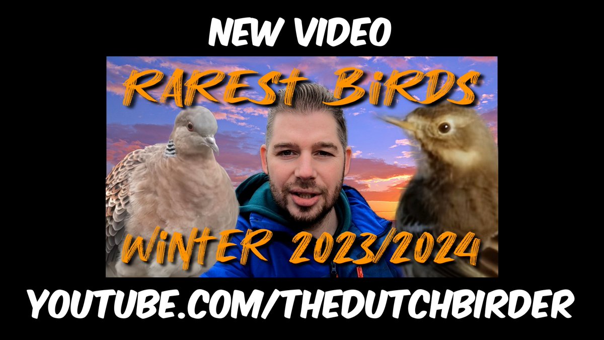 The Dutch Birder (Folkert Jan Hoogstra) tweet media