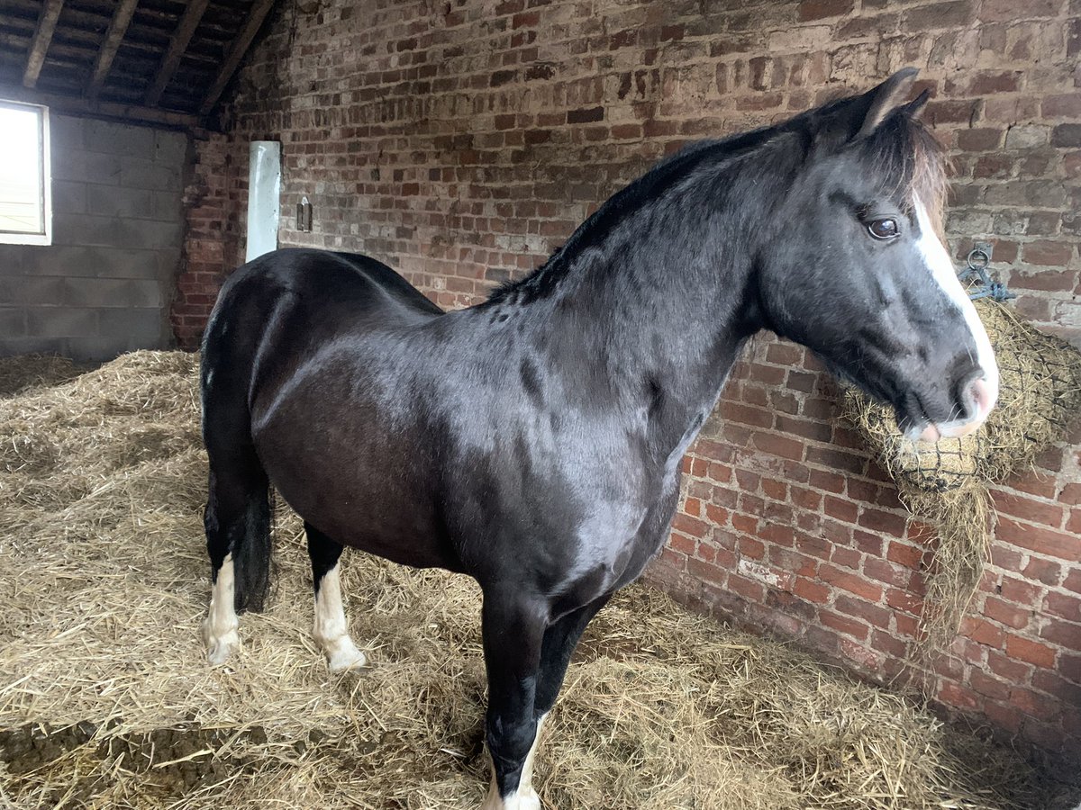 Teaser stallion Moses looking great thanks to @BaileysFeeds