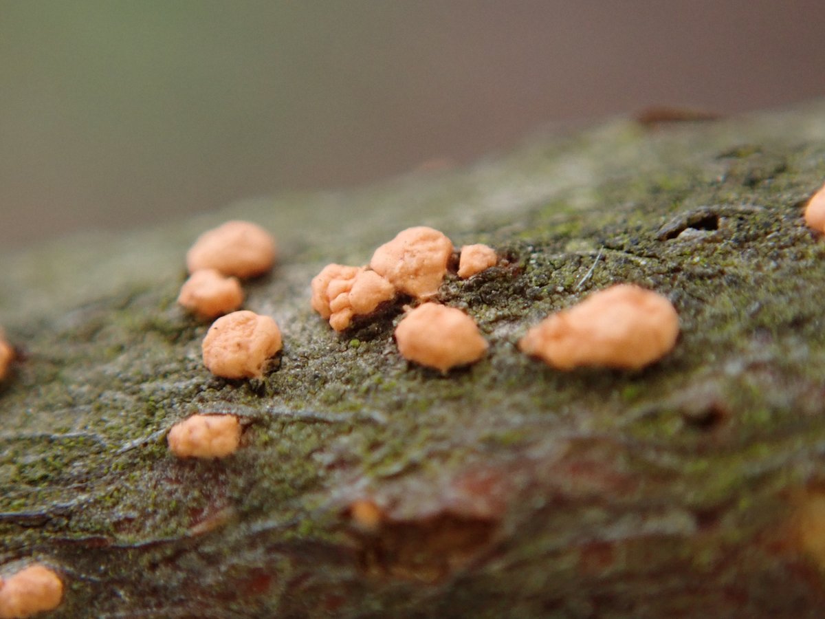 PavelSinkyrik's tweet photo. Today I observed an asexual form of #coralspot (#Nectria cinnabarina) on the branches of an ornamental shrub. This fungus is a common cause of branch dieback in deciduous trees, even though it is primarily a #saprophyte. #plantdisease #fungi https://t.co/sntbtsdkoE