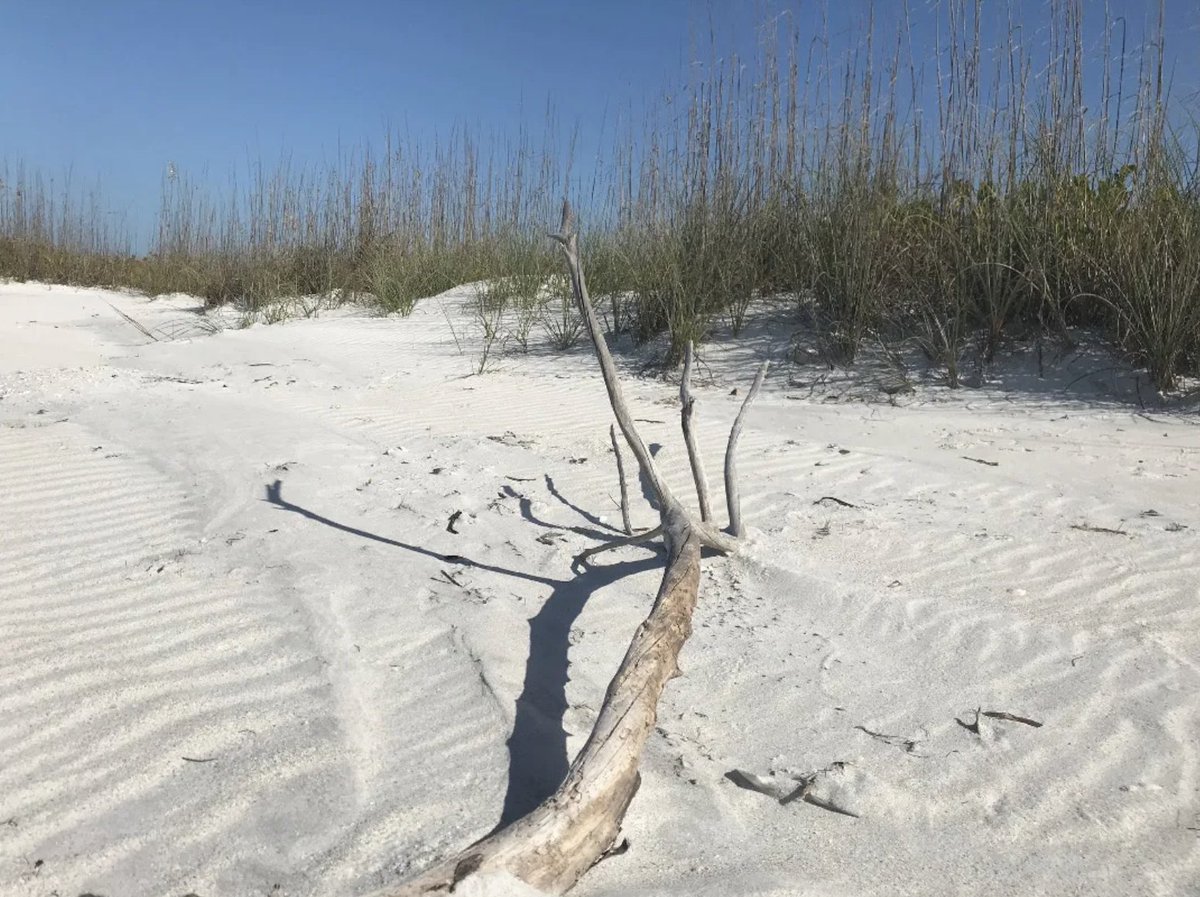 Cayo Costa - Always on the the top of our list of recommendations to anyone visiting the @VisitFortMyers area. 

capturingcaptiva.com/excursion/crui…