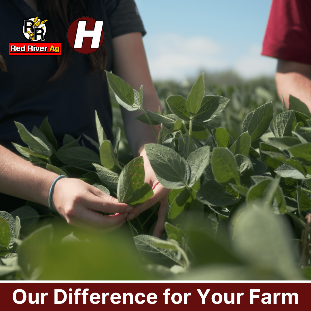 RedRiverAg_MN's tweet image. Our seeds are hand selected, and planted on our own personal farms. We trust these seeds on our own farms so you can trust them on your farm as well!

📞 Call one of our representatives today!

Thief River Falls: (218) 683-6930
Hawley: (218) 483-9090

#RedRiverAg #HeftySeed