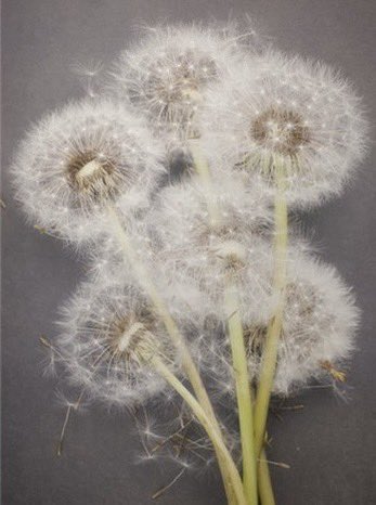 Avis sur le bouquet offert à madame ?