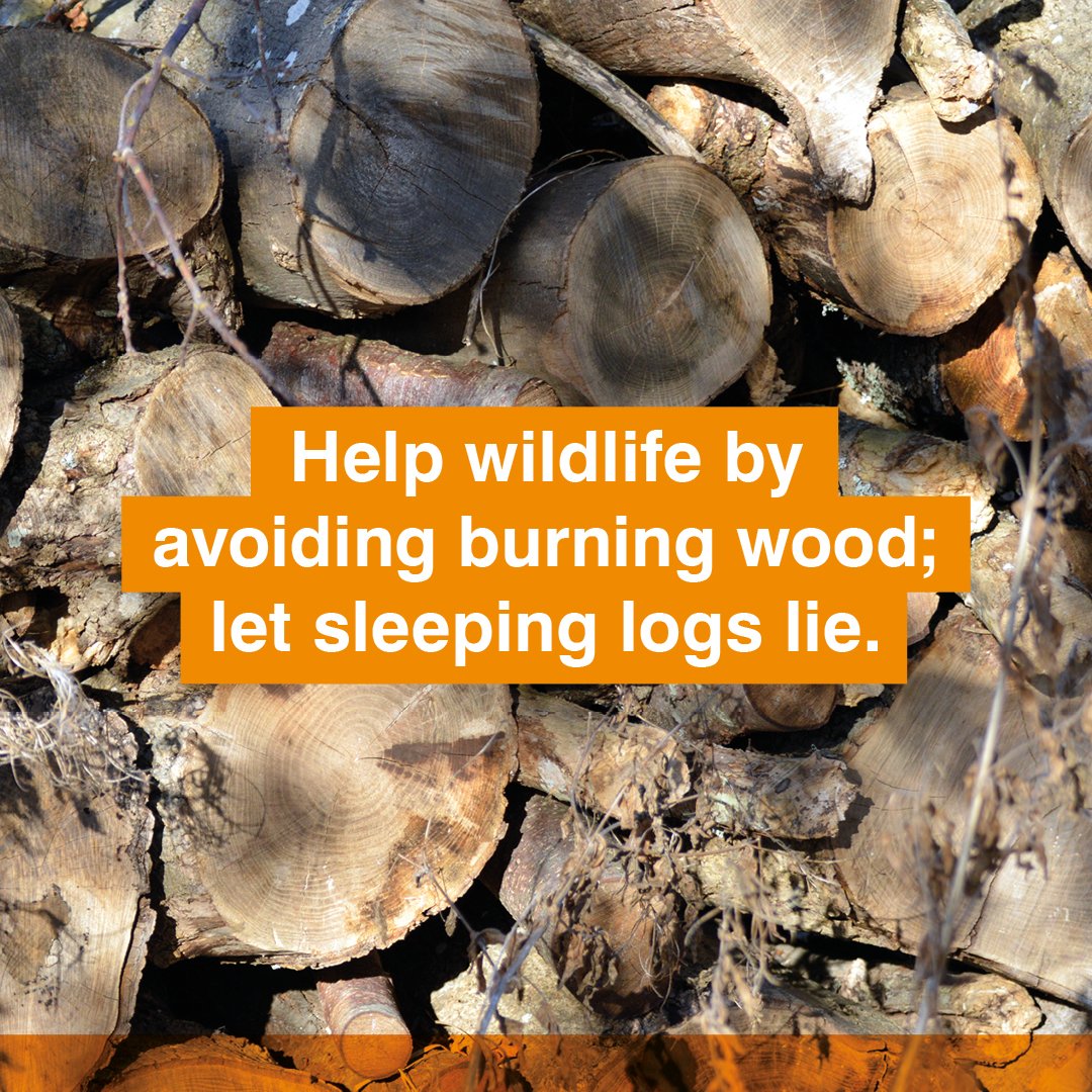 Wildlife needs our support more than ever! It's vital that we leave wood alone 🌳