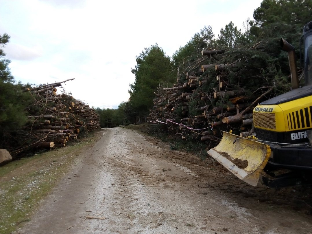 Hay que seguir haciendo más claras del pinar de repoblación, como las de 2016 para reducir excesiva densidad y procesionaria, prevenir incendios e ir abriendo paso a otras especies (encina, enebro, fresno, roble) para lograr una masa mixta más biodiversa. 
x.com/PANALE2/status…