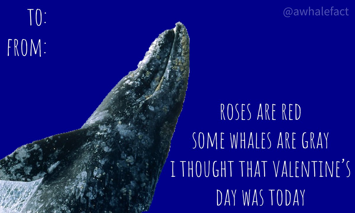 awhalefact tweet picture