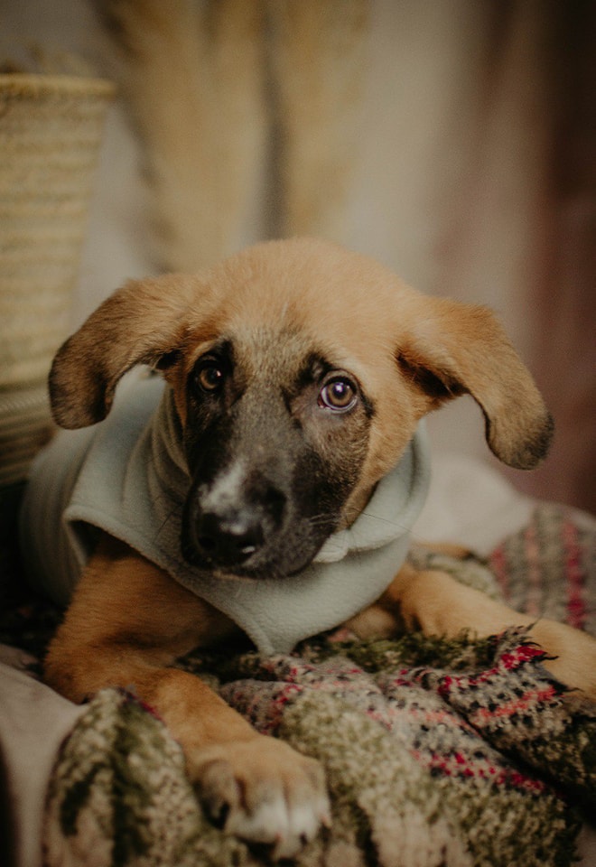 ✎ Caso Especial; 
#Huelva
La vida de #PUMUKY no será larga...

Ayer esas palabras resonaron en nuestros corazones, palabras sinceras pero dolorosas.

Pumuky tiene una enfermedad degenerativa, heredada posiblemente de su padre.

Aunque tiene 4 meses su cerebro es el de un perro