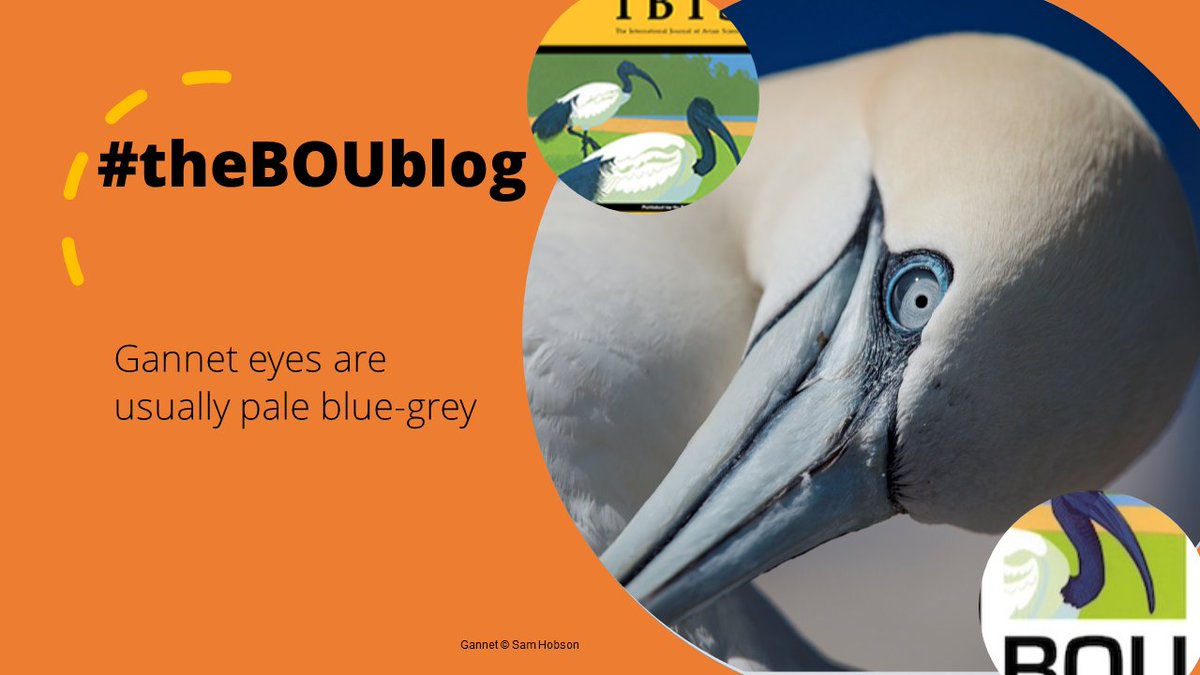 New on #theBOUblog - @heyjooode tells us about resistance to HPAIV in Gannet colonies, and how changes in eye colour can indicate survivors bou.org.uk/blog-lane-gann… Read the full open access paper here: doi.org/10.1111/ibi.13… #ornithology | @RSPBScience