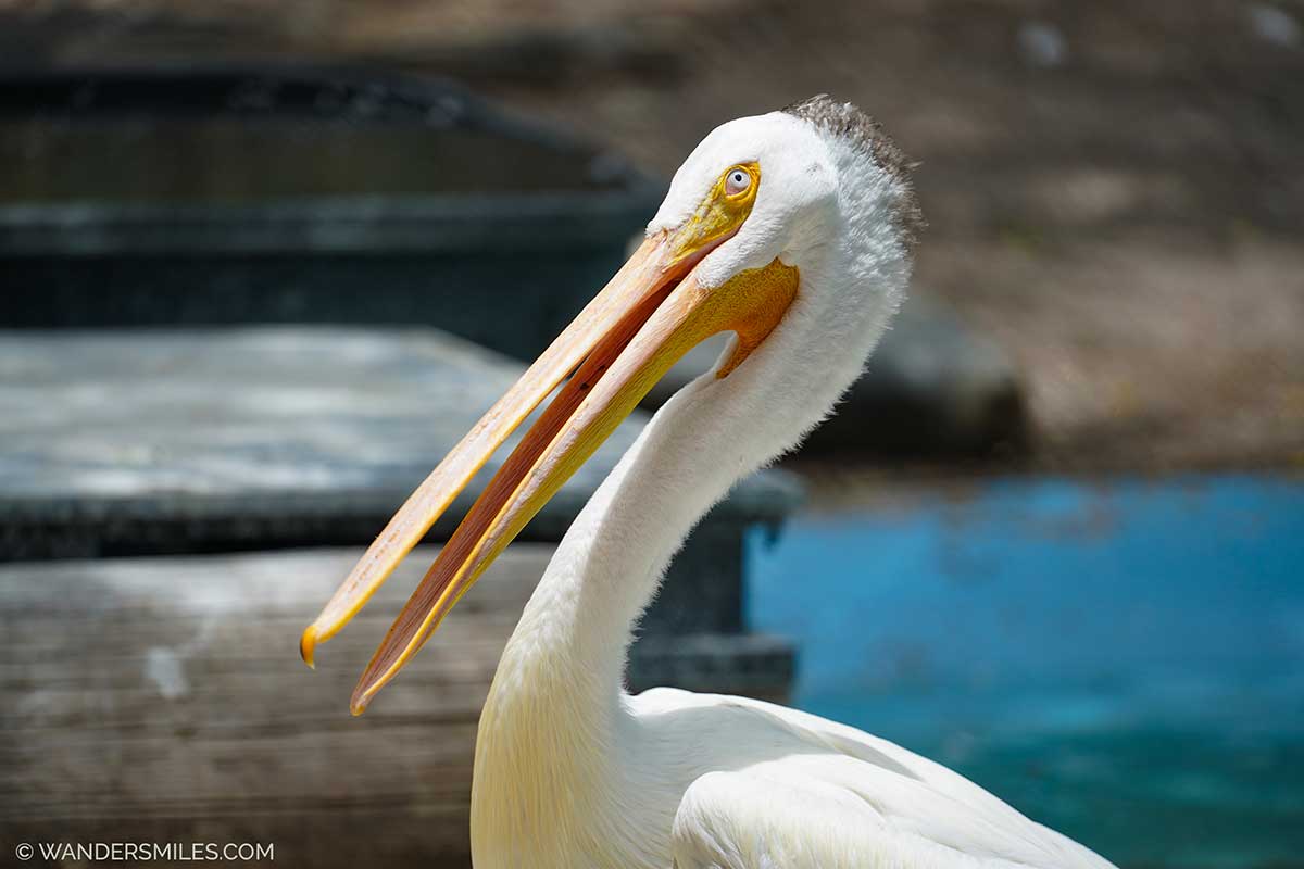 wandersmiles's tweet image. 🇺🇸 Explore the beauty of bird, marine and wildlife sanctuaries in Florida USA.
🇺🇸 Plan your itinerary and indulge in a unique animal low-impact encounter.
=&amp;gt; READ bit.ly/SanctFL
#floridausa #visitflorida #sustainabletravel