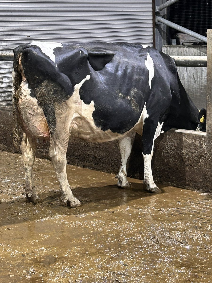 First post in a while, but worth the wait! 

Topnotch Hani ET VG88 

277 DIM still doing 39 litres! On for over 13,000 litres in her second

Three Global Cows in her pedigree 🌍
- Hanker
- Halo
- Dellia

<a href="/semexUK/">Semex UK</a> 
<a href="/Semex/">Semex</a>