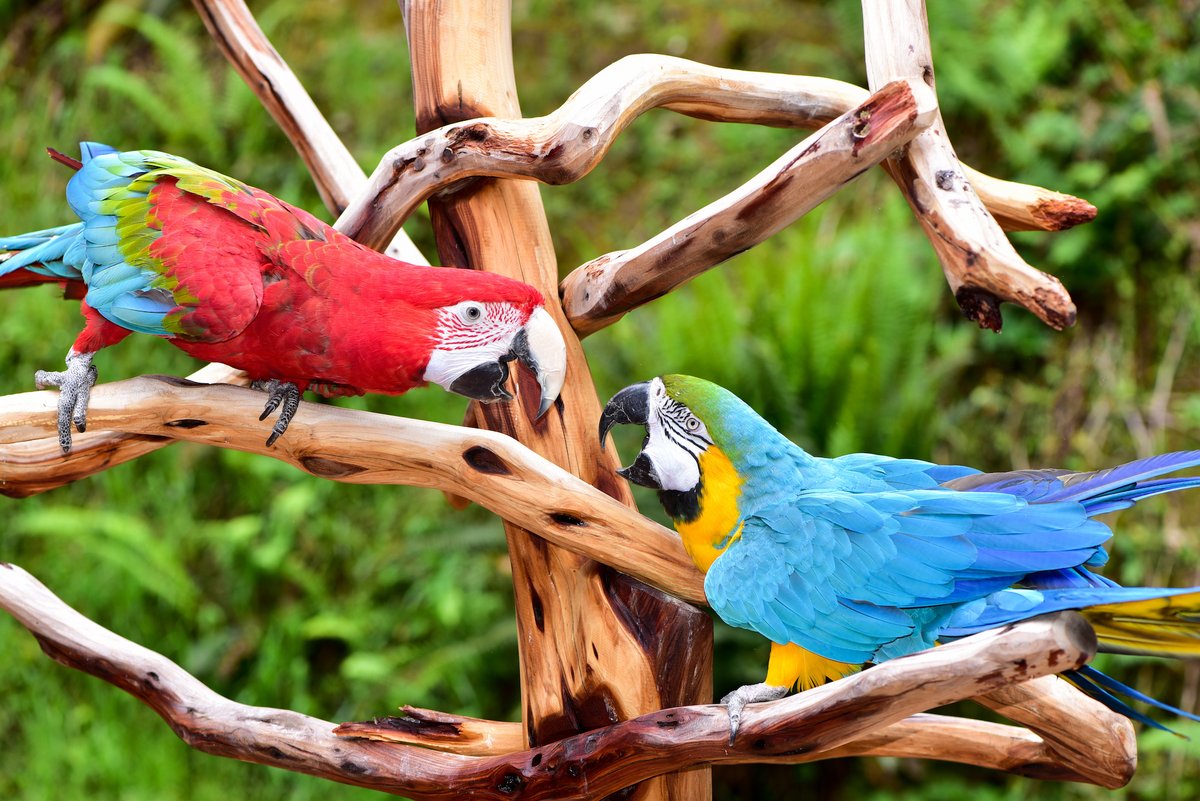 PetsLoverGuide's tweet image. 🦜Let&apos;s have some fun learning about parrots! Did you know these cool things about our colorful bird buddies?
•Parrots have pretty feathers that are bright and colorful.
•Some parrots can talk like humans.
•Some parrots love to dance.
•Parrots can live for a long time.