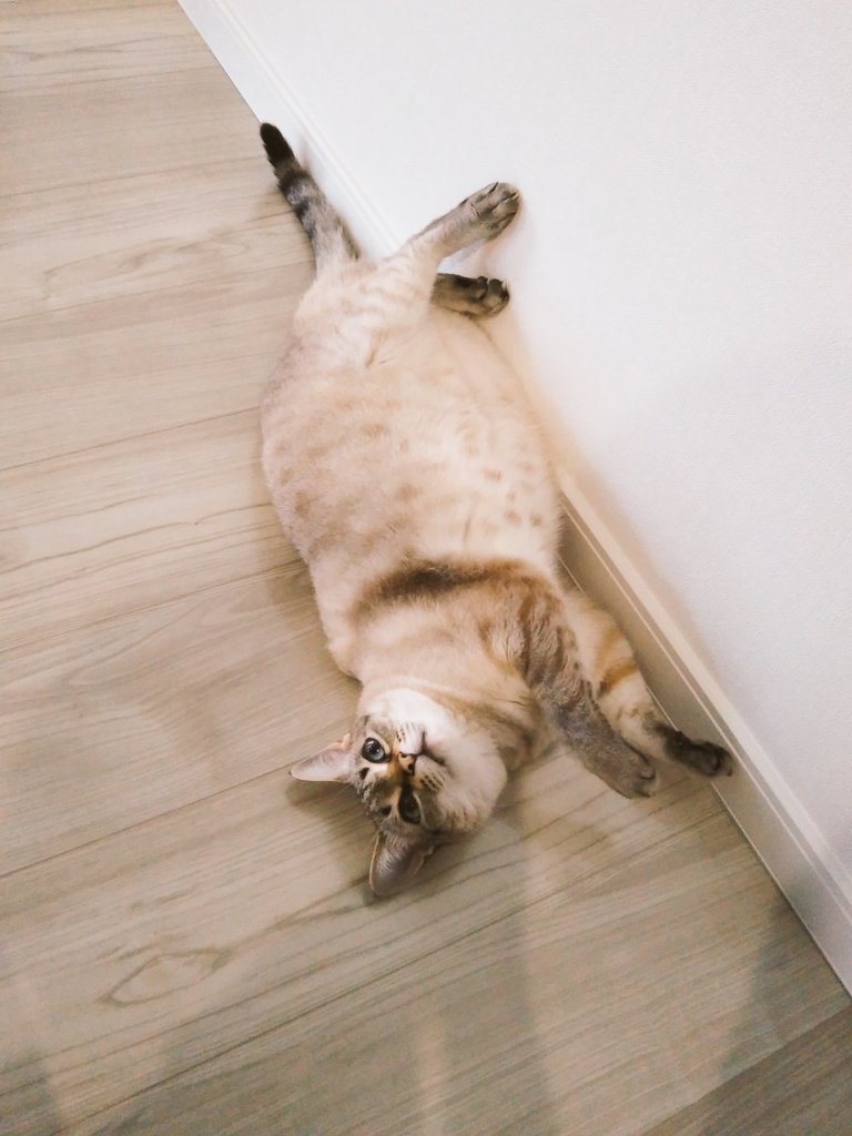 マジこいつデブだな 