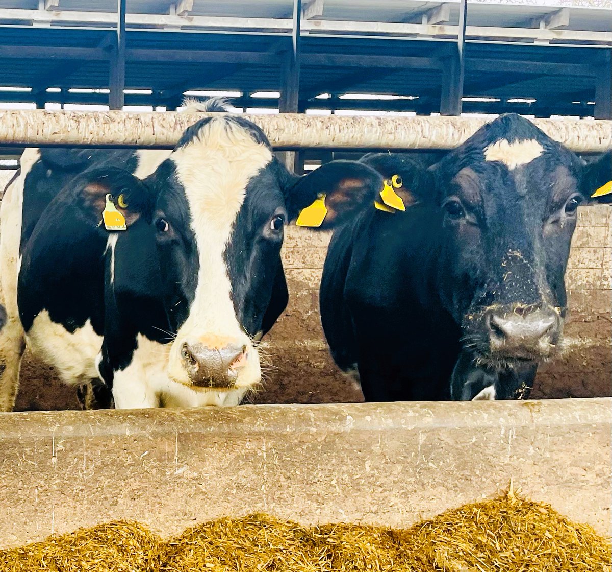 Annie Williams (@nutrition_annie) on Twitter photo #TeamDairy please can you fill out this really quick survey for something <a href="/CIELivestock1/">CIELivestock</a> are working on.
I promise you it will take less than 2 minutes!
Please share ๐๐
surveymonkey.com/r/XXVP9B2 #TeamDairy please can you fill out this really quick survey for something <a href="/CIELivestock1/">CIELivestock</a> are working on.
I promise you it will take less than 2 minutes!
Please share ๐๐
surveymonkey.com/r/XXVP9B2