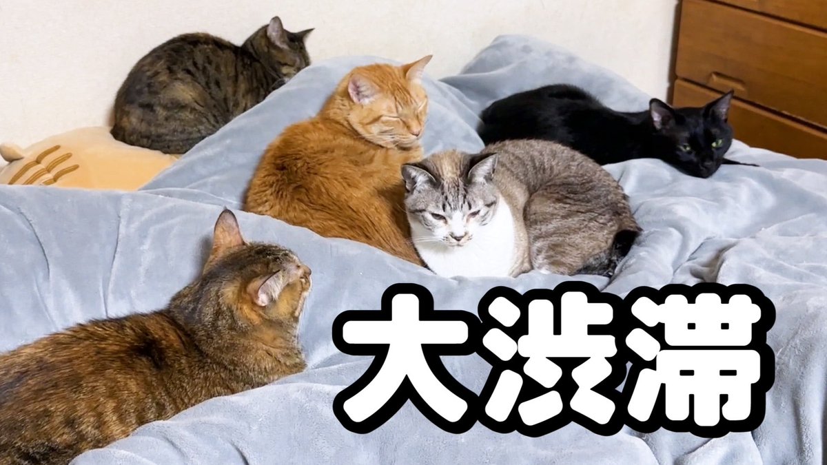 R7rikiriko_cats's tweet photo. こんばんは😆
飼い主(父ちゃん)が寝ようとしたら...

大渋滞で寝れません😂

https://t.co/MjHcTCHrsv https://t.co/kNI8xuM9WU