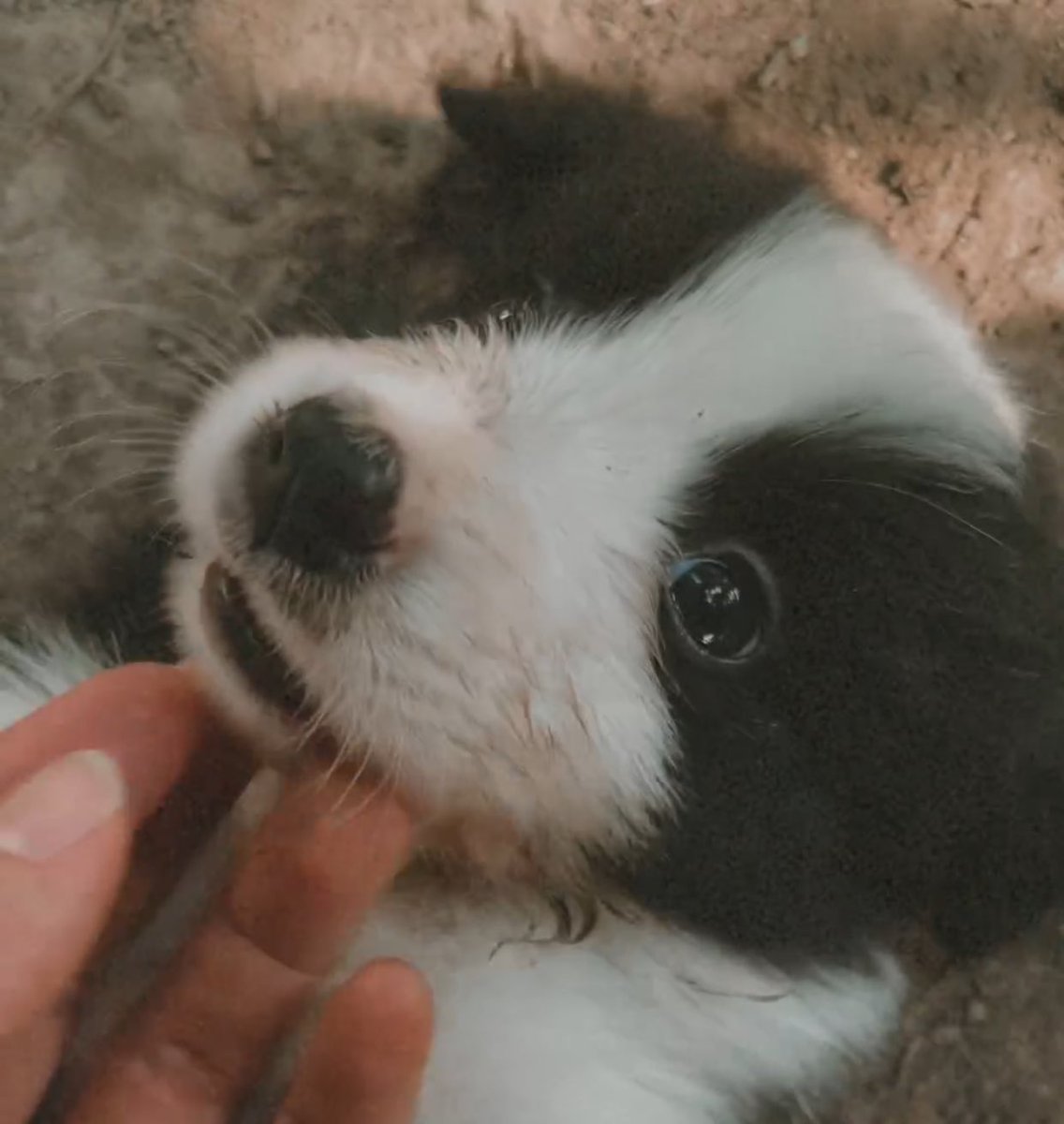 ꒰ เบบี้วอ ꒱♡︎₊sᴀᴍᴍᴇʀ🐶🚀 tweet media