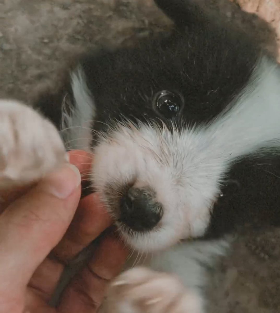 ꒰ เบบี้วอ ꒱♡︎₊sᴀᴍᴍᴇʀ🐶🚀 tweet media