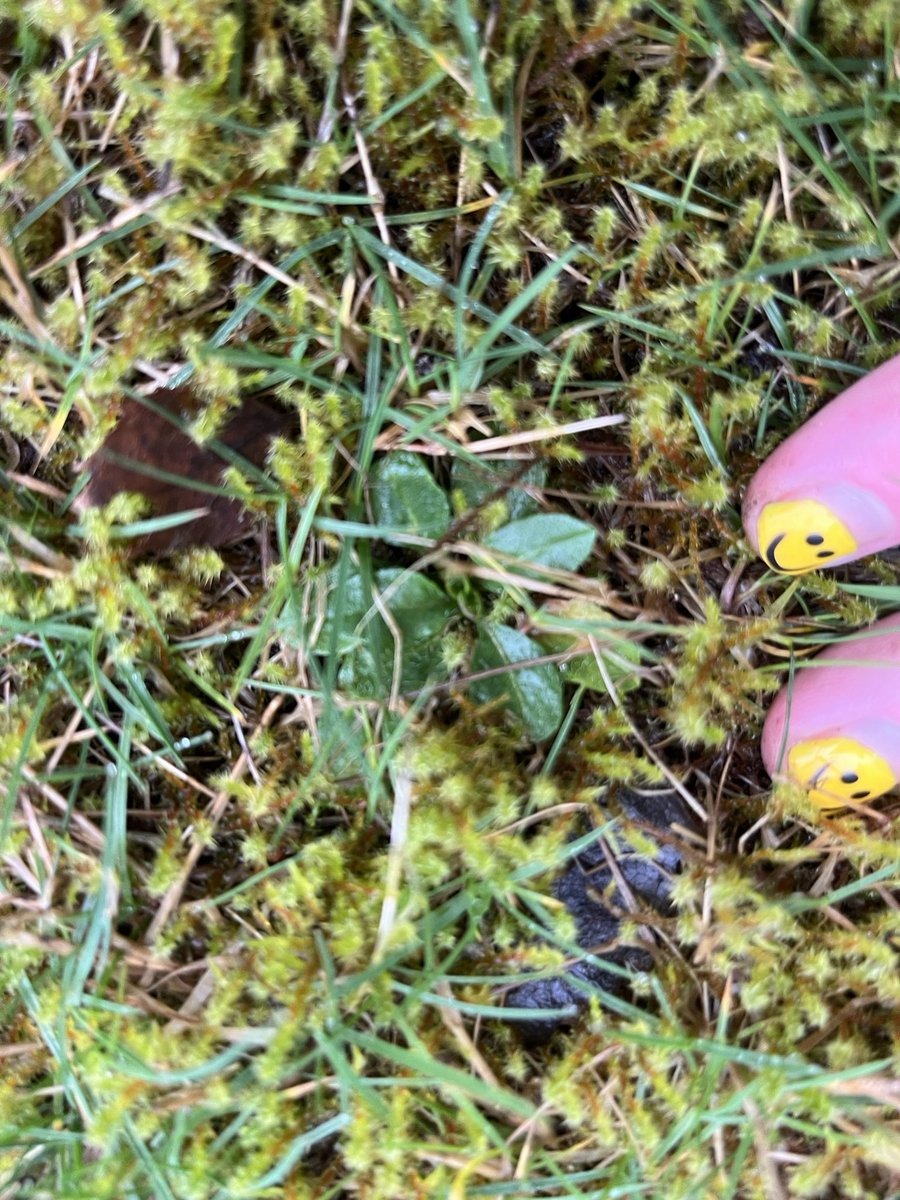 Joshua Styles tweet media