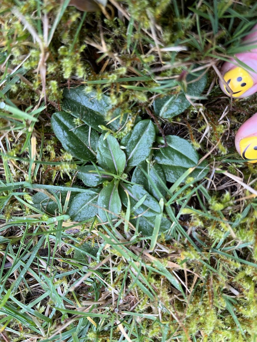 Joshua Styles tweet media