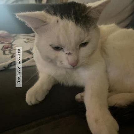 Minou Perdu tweet media