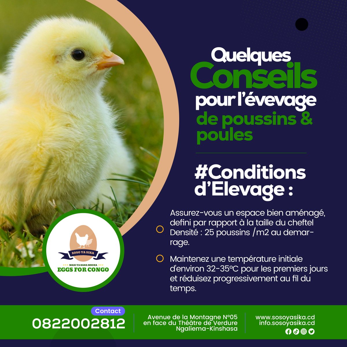 Eggsforcongo's tweet photo. Que vous soyez novice ou expérimenté en élevage de poules, Cliquez sur  : le lien en dessous, remplissez le formulaire pour bénéficier d’un suivi rapproché de notre equipe d’expert.
https://t.co/3rTNeqLdAQ
#élevagedepoules #conseils #novices #expérimentés https://t.co/URhKlVnbwF