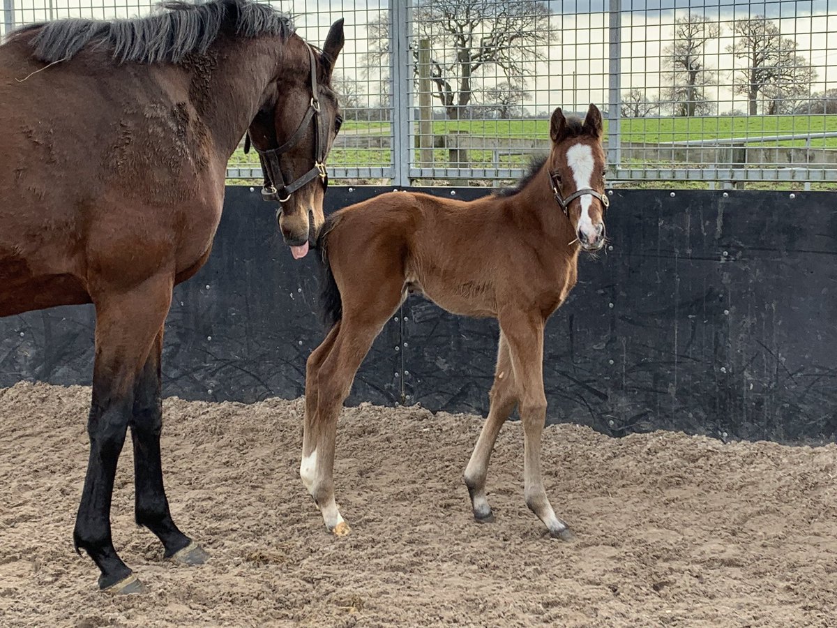 A cracking first foal for Oasis Dream mare Luckyboylovelywife, a bay filly by Lope Y Fernandez @WhitsburyManor @NatStudStallion