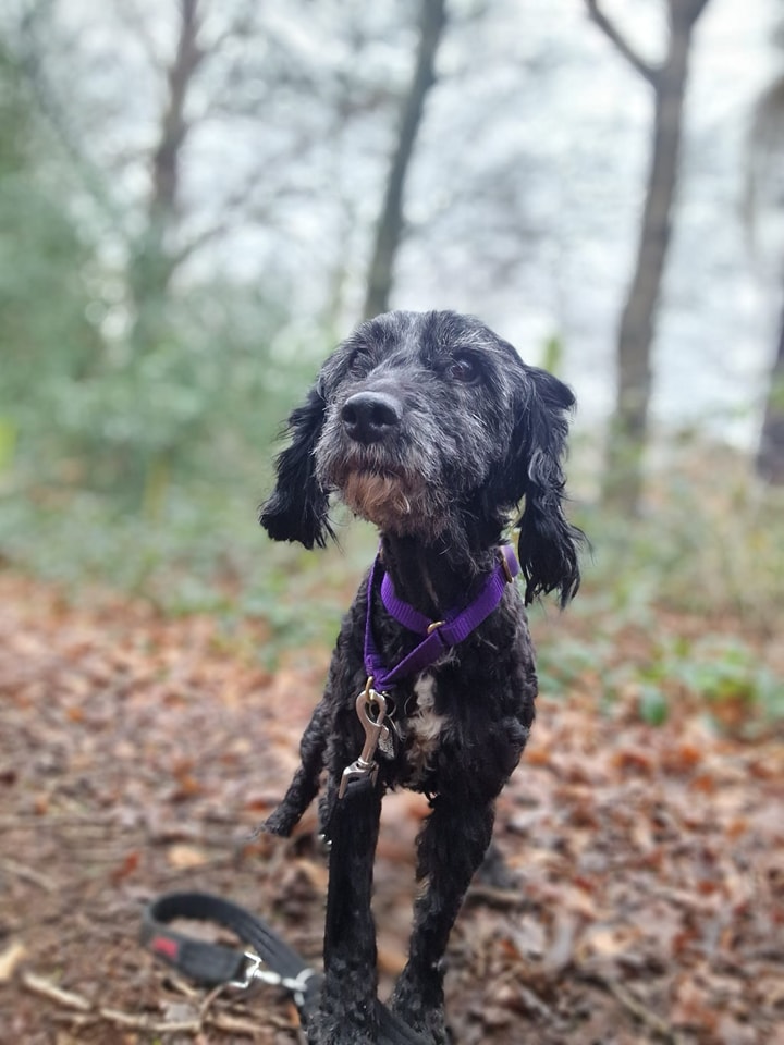 AdoptionsUk's tweet photo. Please retweet FOSTER AND FOREVER HOMES NEEDS, VARIOUS BREEDS AND SIZES #SUSSEX #UK 

'MOLLY, 
And another ... An older lady of 10yrs old dumped!!!! And in pretty dreadful condition. She is underweight and her coat and feet were matted with faeces and other matters. 
She is simply delightful and didn't stop wagging her tail on arrival. She has gone straight to foster for us locally to get a full assessment and veterinary attention. ' - Arundawn Rescue Sussex 
Could you offer a dog a home so rescue shelters can help more dogs like Molly? 🐶🏡❤️

IF YOU CAN OFFER A FOSTER OR FOREVER HOME #SUSSEX PLEASE APPLY BELOW 👇👇👇
https://t.co/NosLT7ju5P

#dogs #pets #adoptdontshop #AnimalWelfare @ConservativeAWF