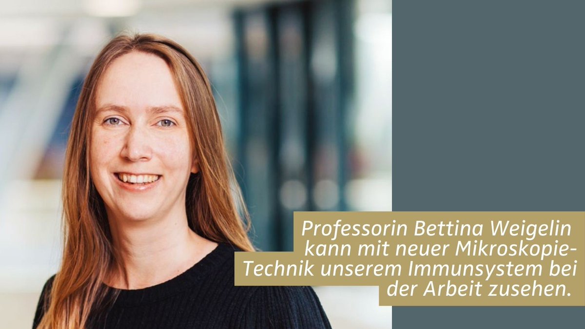 ‼️Der gläserne Tumor - #Immuntherapien setzen T-Zellen gezielt gegen Tumore ein. #Krebsforscherin @BettinaWeigelin kann dabei live zusehen. Attempto!-Artikel online: uni-tuebingen.de/universitaet/a… @CoE_iFIT @WSIC_Tuebingen 📷 1: B. Weigelin/ @uktuebingen 📷 2: V. Müller/ @uktuebingen