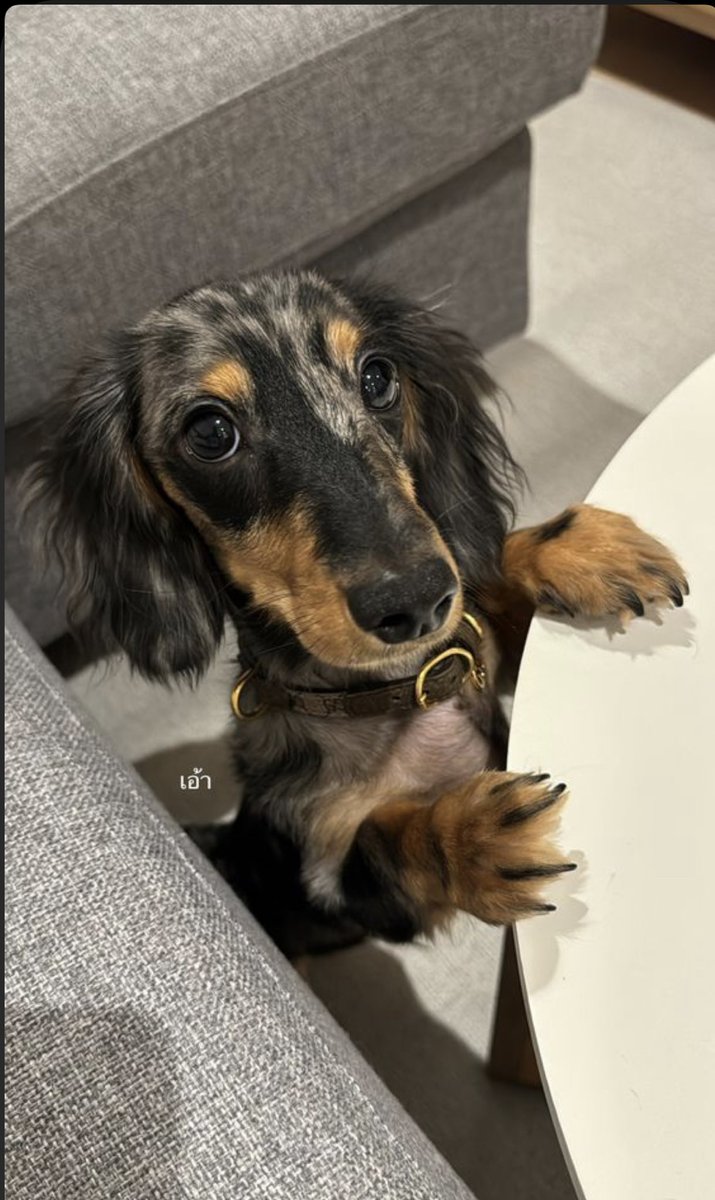 merii2_m's tweet photo. “Mami do u think im cute?”

CUTIE FLUFFY PUPPY DOG
#FluffyGoodBoy100K https://t.co/iZCg5VaX9A