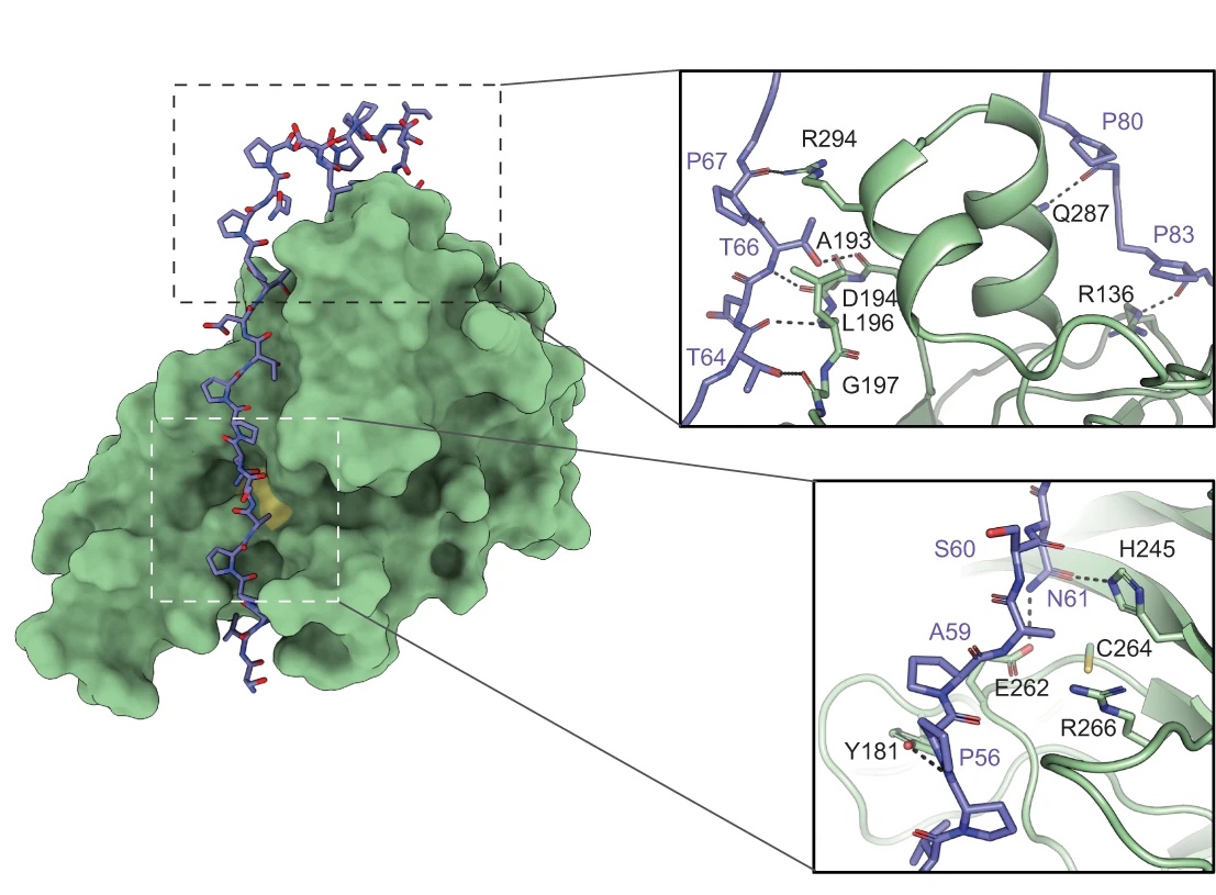 Happy that I could contribute to this @NatureComms paper by optimising the purification, crystallising and solving the structure of this newly identified PG cross linking protein! The most surprising feature that I found was a long pro-rich stretch that blocks the active site 👇