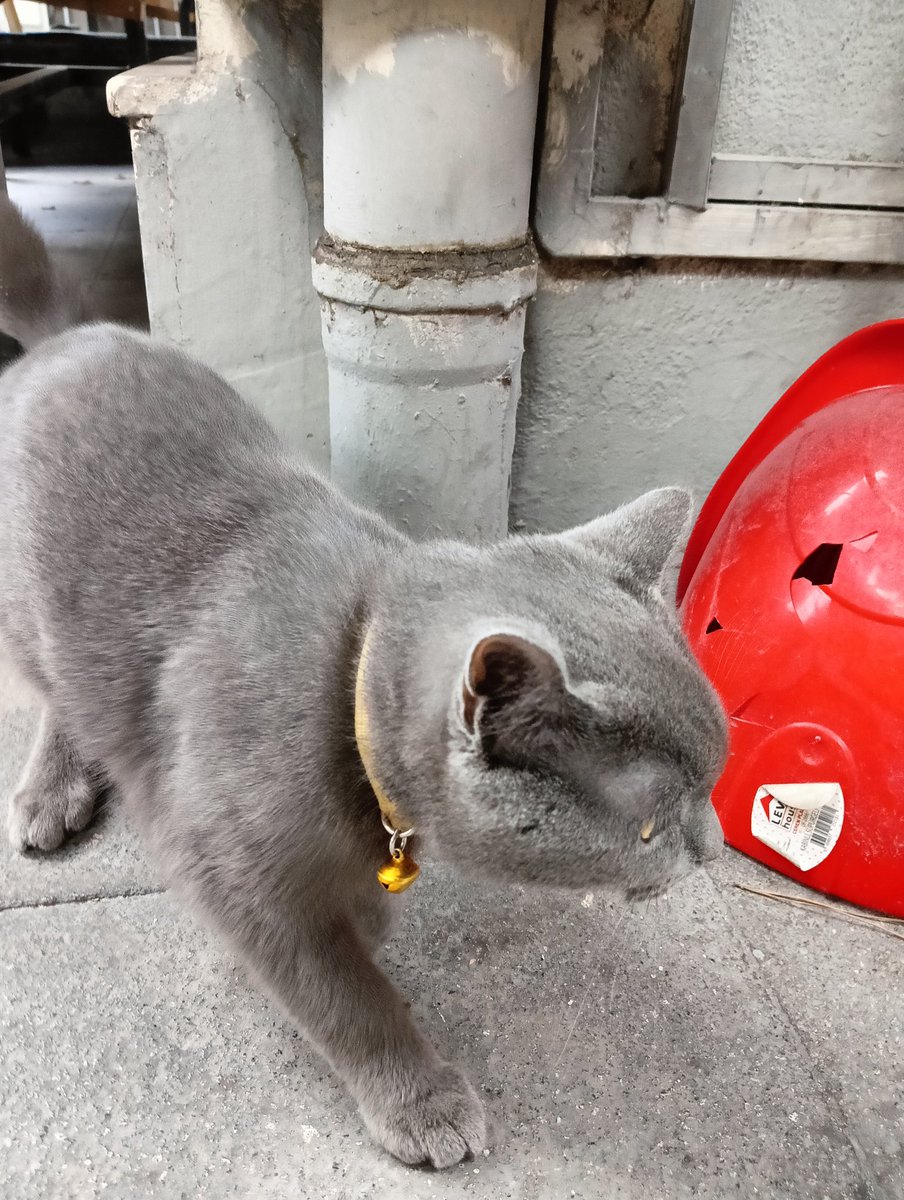 Küçükpark study kafe önünde muhtemelen evden kaçmış bir kedi var. Buralarda takılıyor yayabilir miyiz? #kayıpkedi #küçükpark