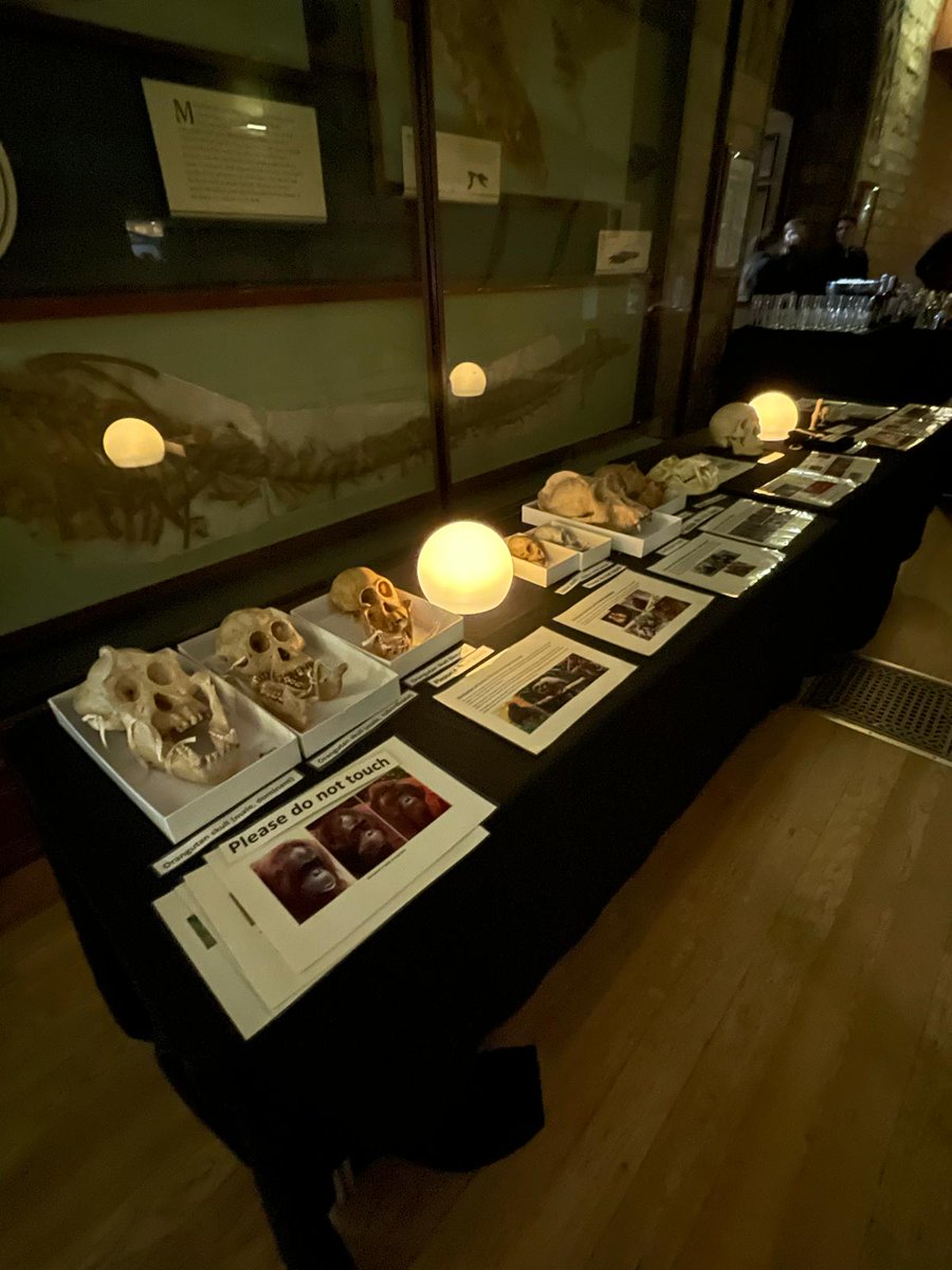 LucileCrete's tweet image. Brilliant time with Karen Swan discussing 'Love, bonding, and mating behaviours in primates' with visitors at the Natural History Museum for this Valentine's day after-hours event.
