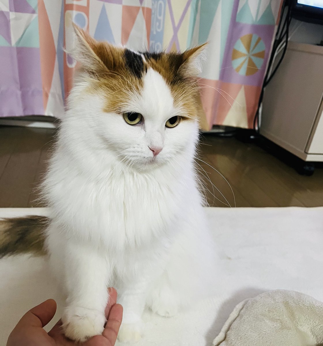 tomato7thirty's tweet photo. ねこ、入ってほしくないところにバリケード置いても軽々入っていく☺️
フェレットもすごいよねー
試行錯誤 https://t.co/MVyHWIbfHf