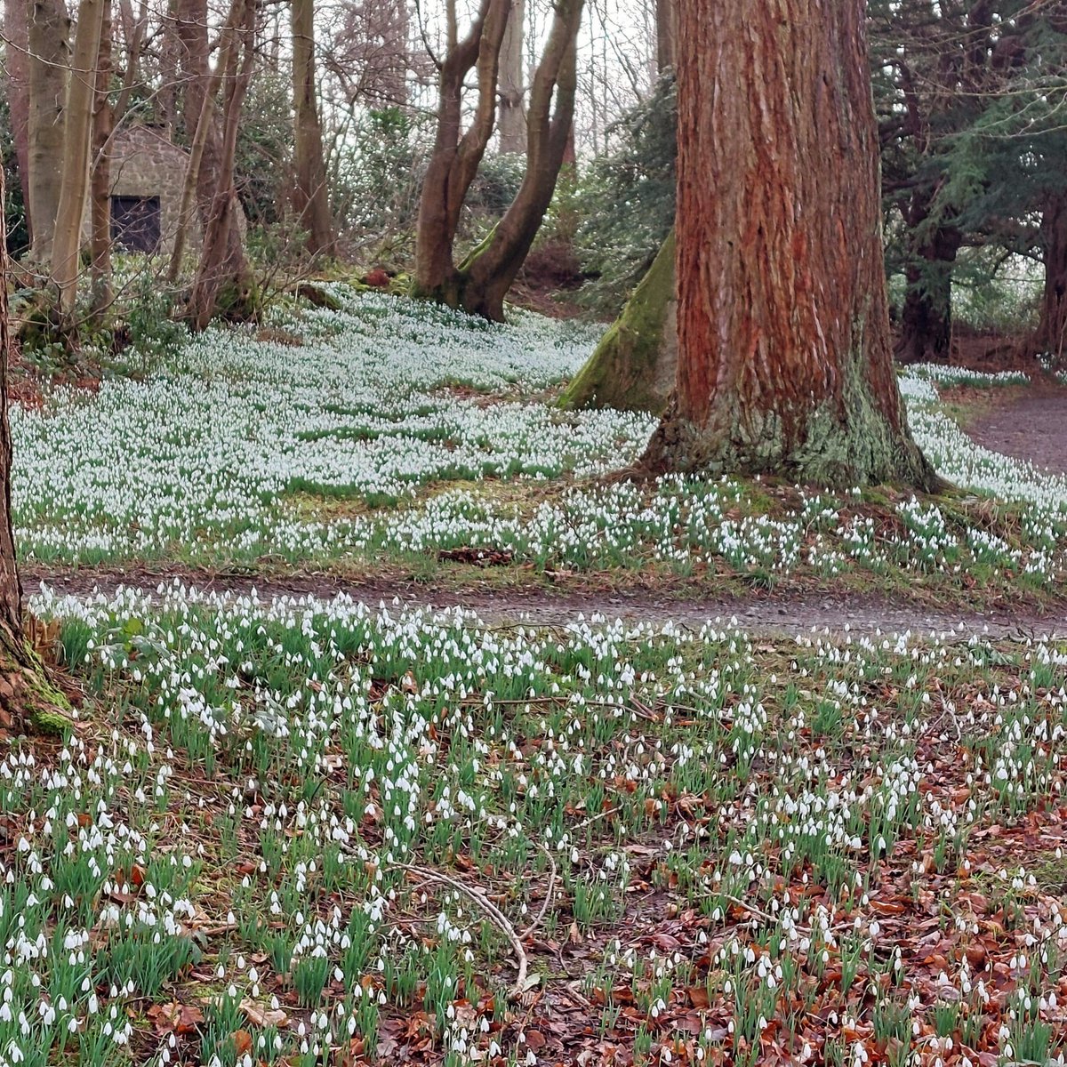 The snowdrop season is well and truly underway at Chirk Castle. Pockets of these beautiful nodding white flowers can be found around the garden, with the most spectacular carpet displays found in the Pleasure Ground Wood. Details here: bit.ly/43i6K0v #ChirkCastle